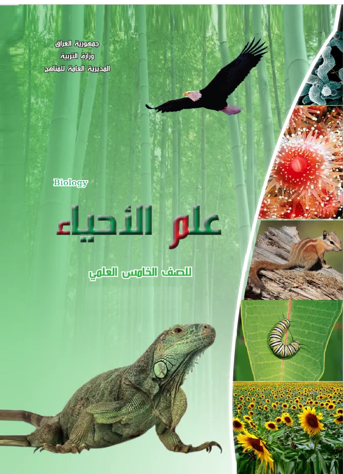 الأحياء